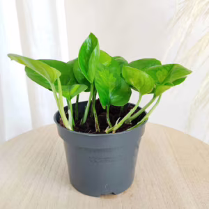 Epipremnum  pnące (Epipremnum pinnatum 'Global Green') 20cm