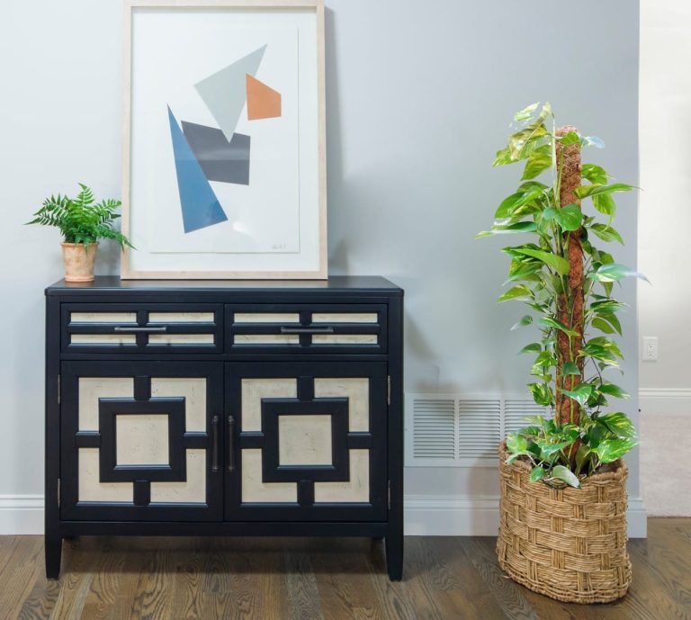 Epipremnum złociste (Epipremnum aureum) 125cm