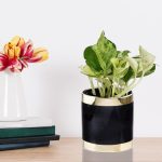 Epipremnum (Epipremnum 'Happy Leaf') 20cm