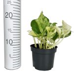 Epipremnum (Epipremnum 'Happy Leaf') 20cm