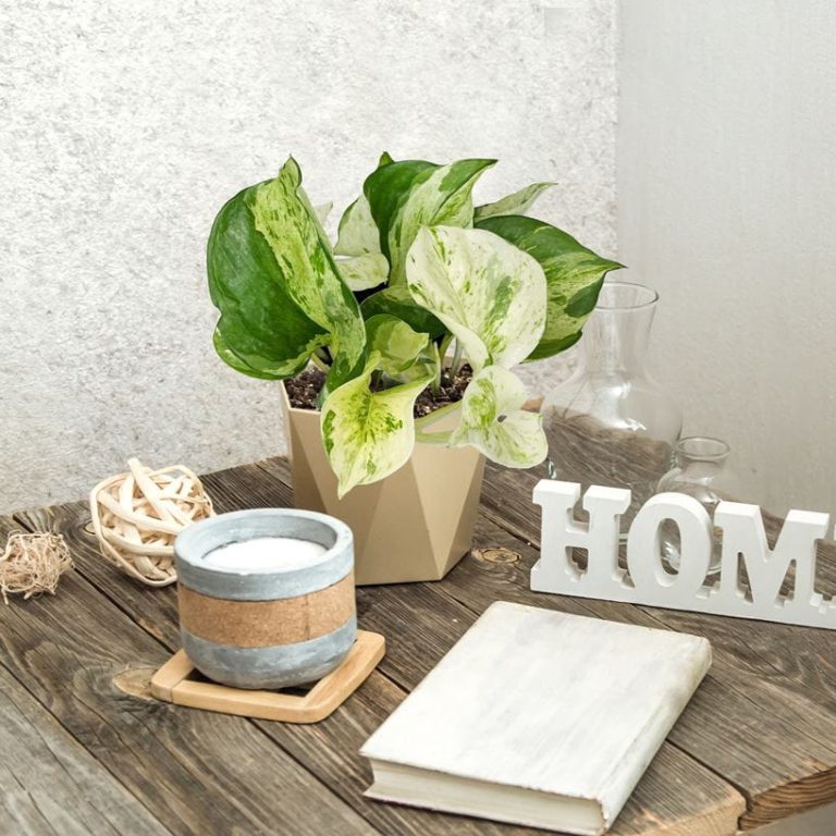 Epipremnum (Epipremnum 'Happy Leaf') 20cm