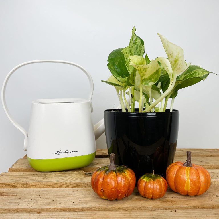 Epipremnum (Epipremnum 'Happy Leaf') 20cm