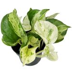 Epipremnum (Epipremnum 'Happy Leaf') 20cm