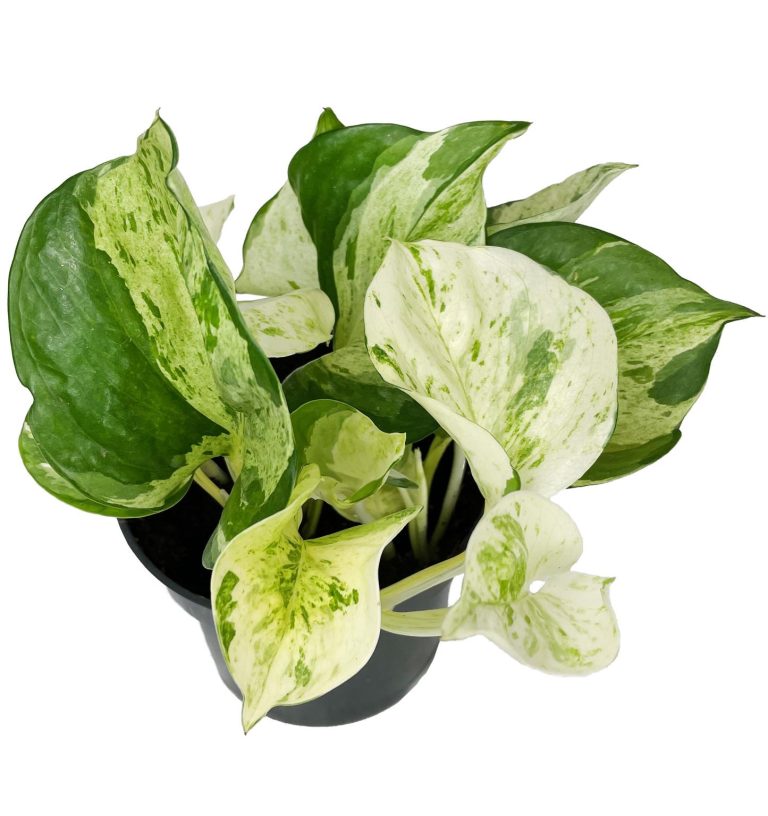 Epipremnum (Epipremnum 'Happy Leaf') 20cm