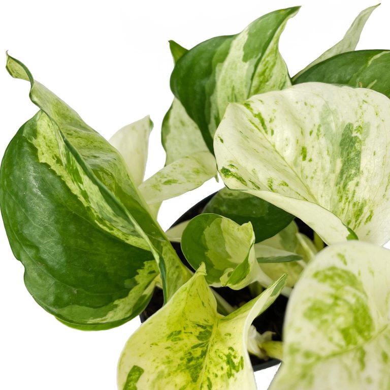 Epipremnum (Epipremnum 'Happy Leaf') 20cm