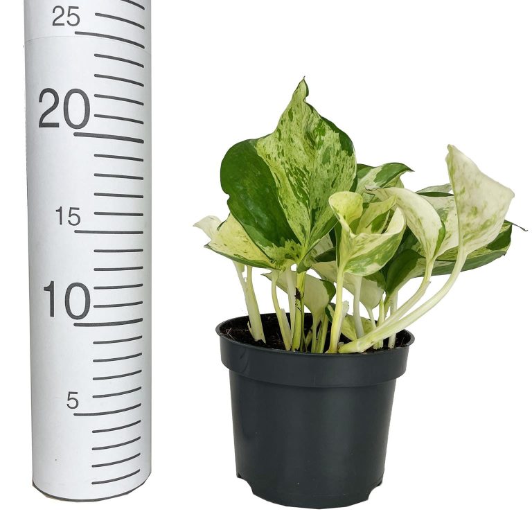 Epipremnum (Epipremnum 'Happy Leaf') 20cm