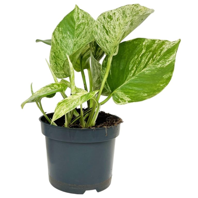 Epipremnum (Epipremnum Marble Queen) 20cm