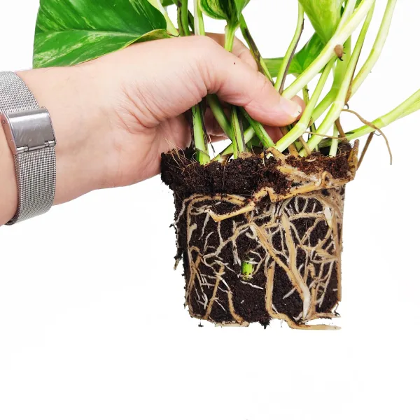 Epipremnum (Epipremnum Marble Queen) 20cm