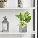 Epipremnum (Epipremnum Marble Queen) 20cm