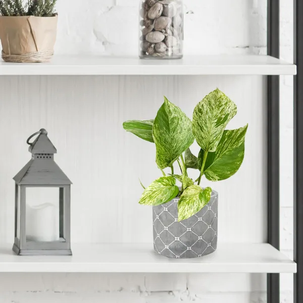 Epipremnum (Epipremnum Marble Queen) 20cm