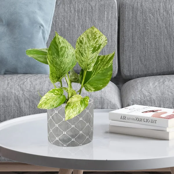 Epipremnum (Epipremnum Marble Queen) 20cm