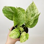 Epipremnum (Epipremnum Marble Queen) 20cm