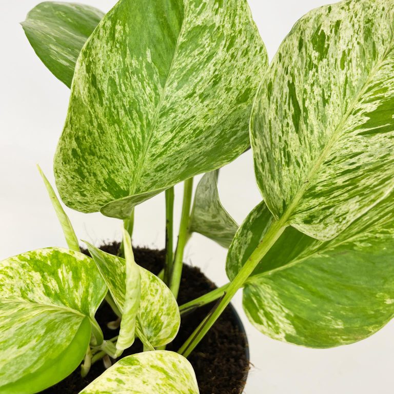 Epipremnum (Epipremnum Marble Queen) 20cm