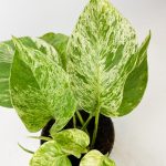 Epipremnum (Epipremnum Marble Queen) 20cm