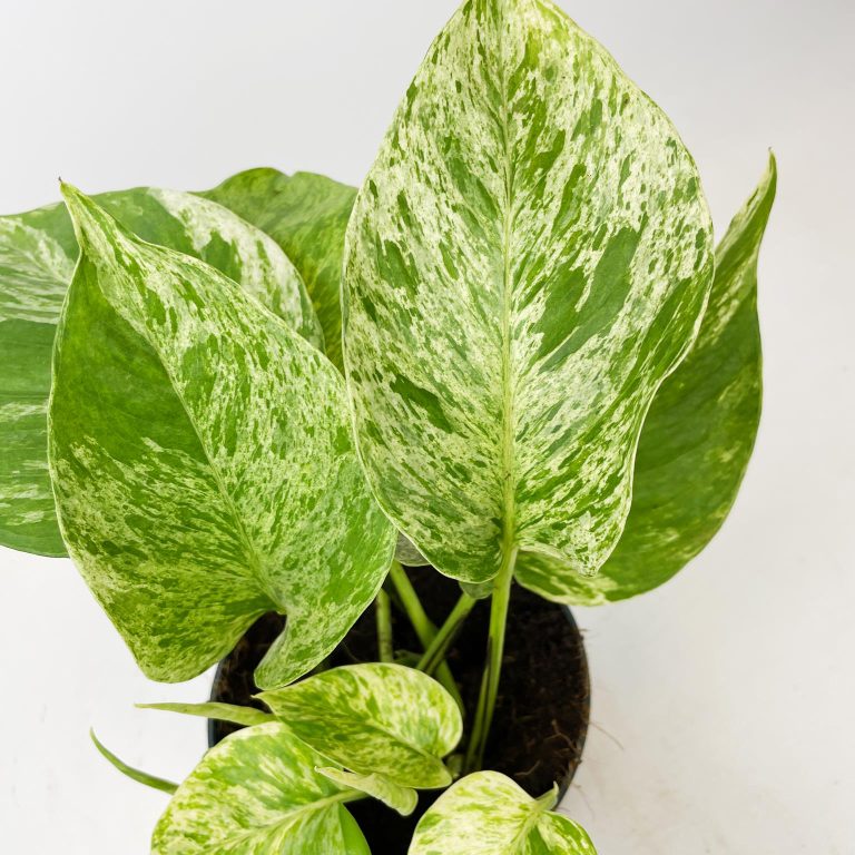 Epipremnum (Epipremnum Marble Queen) 20cm