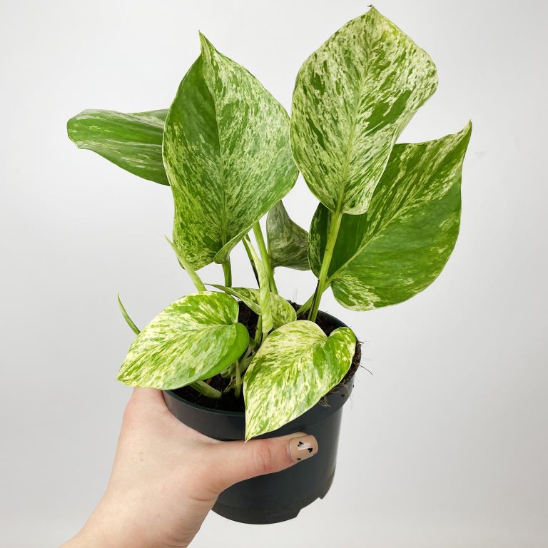 Epipremnum (Epipremnum Marble Queen) 20cm