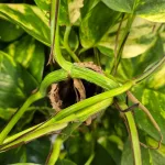 Epipremnum złociste (Epipremnum aureum) 90cm