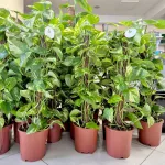 Epipremnum złociste (Epipremnum aureum) 90cm