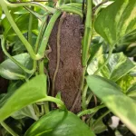 Epipremnum złociste (Epipremnum aureum) 90cm