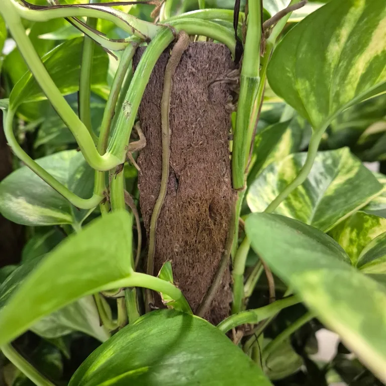 Epipremnum złociste (Epipremnum aureum) 90cm