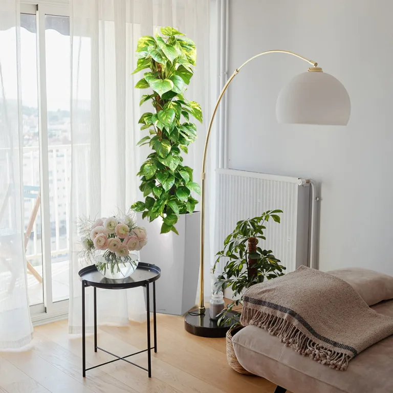 Epipremnum złociste (Epipremnum aureum) 150cm