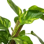 Epipremnum złociste (Epipremnum aureum) 150cm