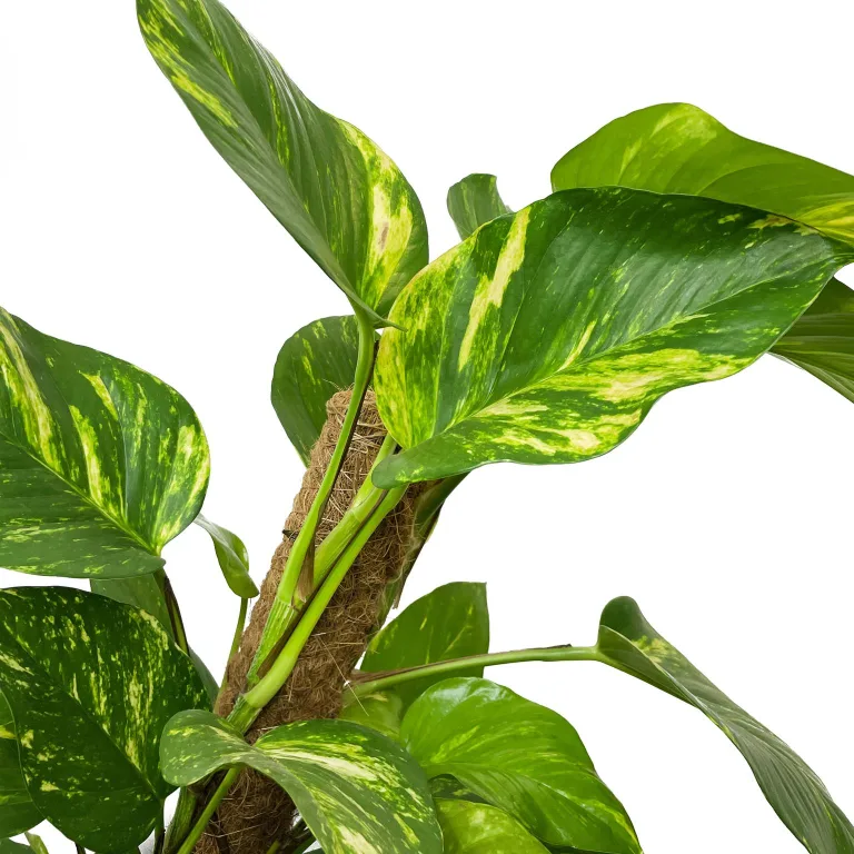 Epipremnum złociste (Epipremnum aureum) 150cm