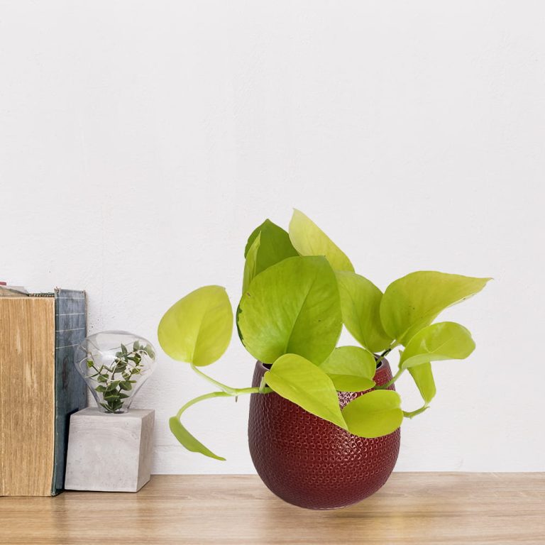 Epipremnum złociste (Epipremnum 'Neon Golden Pothos') 15cm