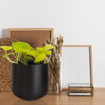 Epipremnum złociste (Epipremnum 'Neon Golden Pothos') 15cm