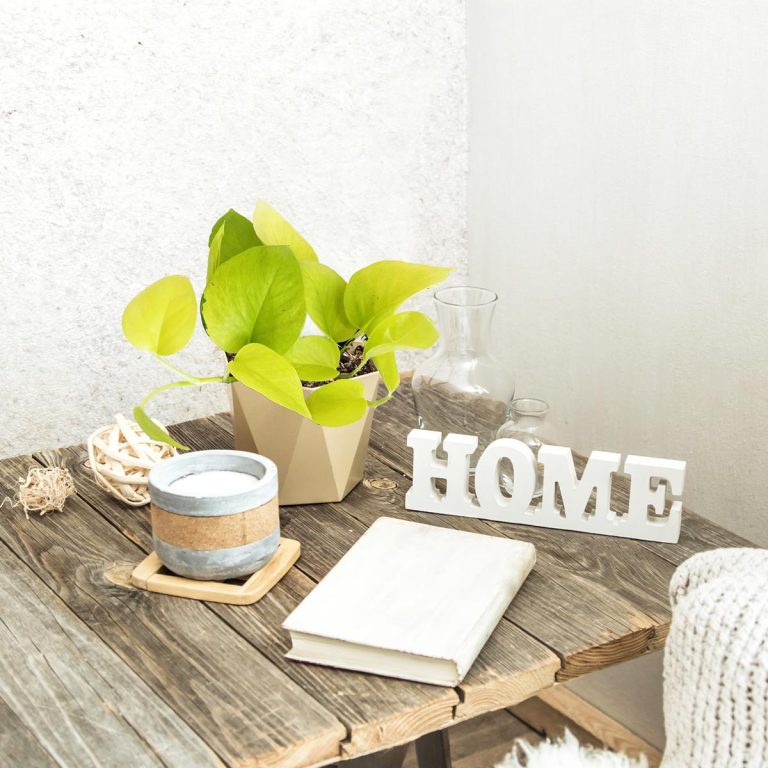 Epipremnum złociste (Epipremnum 'Neon Golden Pothos') 15cm