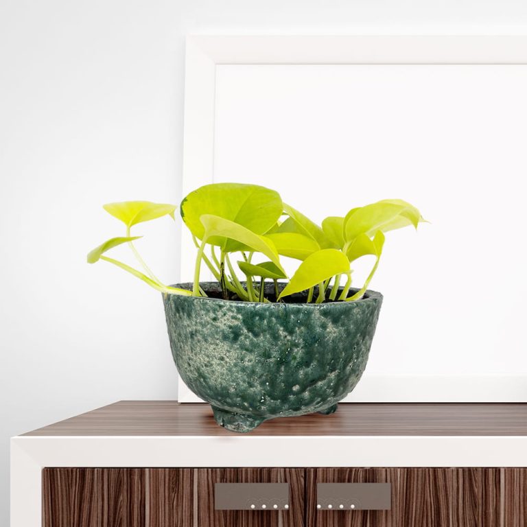 Epipremnum złociste (Epipremnum 'Neon Golden Pothos') 15cm