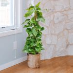 Epipremnum złociste (Epipremnum aureum) 90cm