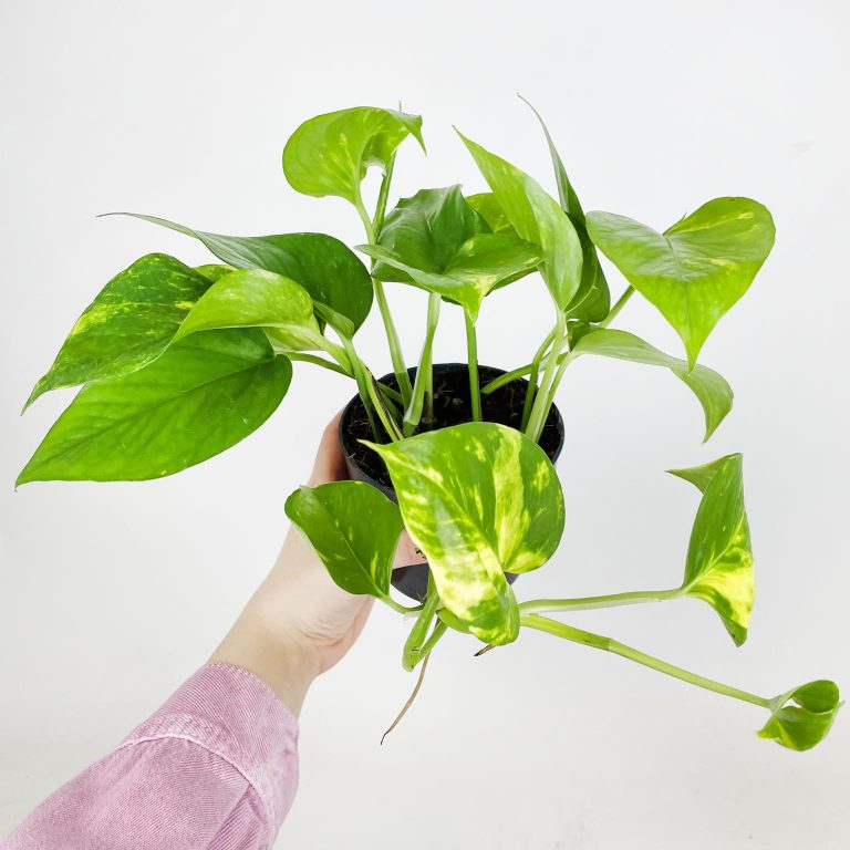 Epipremnum złociste (Epipremnum aureum) 20cm