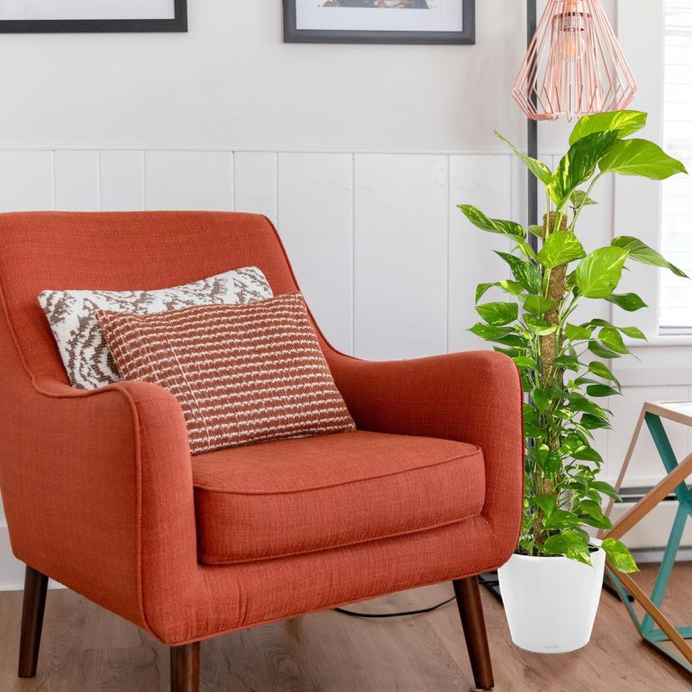 Epipremnum złociste (Epipremnum aureum) 125cm