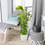 Epipremnum złociste (Epipremnum aureum) 150cm