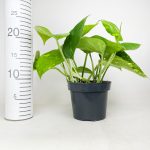 Epipremnum złociste (Epipremnum aureum) 20cm