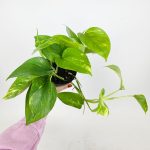 Epipremnum złociste (Epipremnum aureum) 20cm