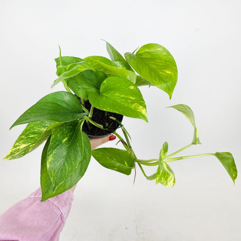 Epipremnum złociste (Epipremnum aureum) 20cm