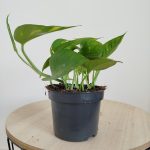 Epipremnum złociste (Epipremnum aureum) 20cm