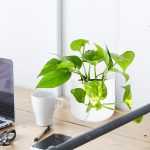 Epipremnum złociste (Epipremnum aureum) 20cm