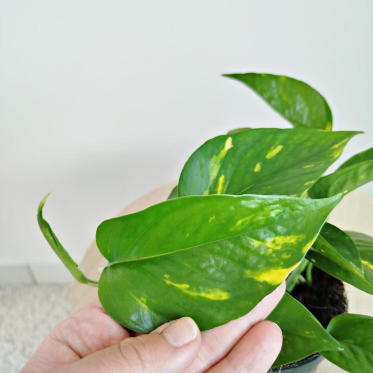 Epipremnum złociste (Epipremnum aureum) 20cm