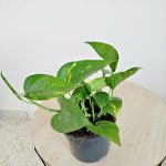 Epipremnum złociste (Epipremnum aureum) 20cm