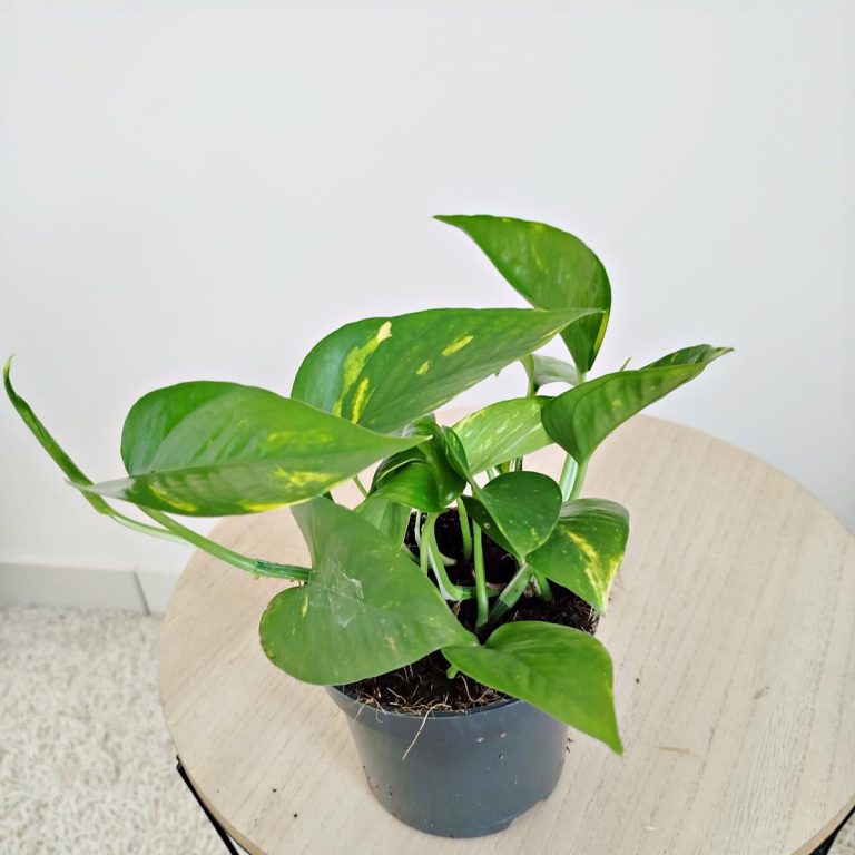 Epipremnum złociste (Epipremnum aureum) 20cm