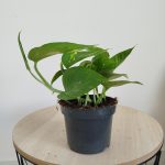 Epipremnum złociste (Epipremnum aureum) 20cm