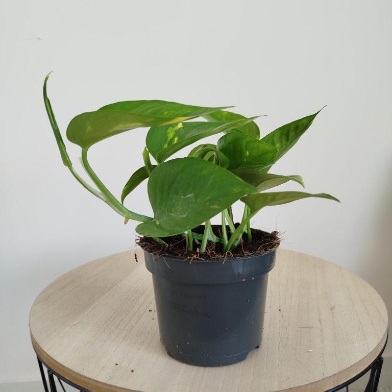 Epipremnum złociste (Epipremnum aureum) 20cm