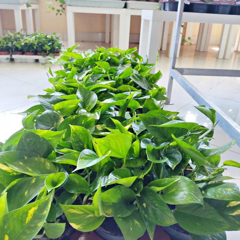 Epipremnum złociste (Epipremnum aureum) 20cm