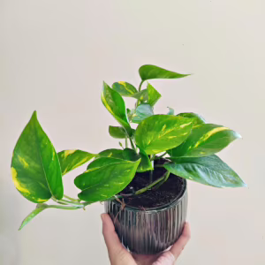 Epipremnum złociste (Epipremnum aureum) 15-20cm