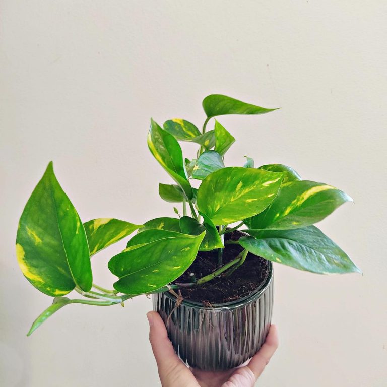 Epipremnum złociste (Epipremnum aureum) 20cm