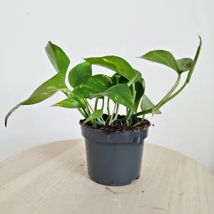 Epipremnum złociste (Epipremnum aureum) 20cm