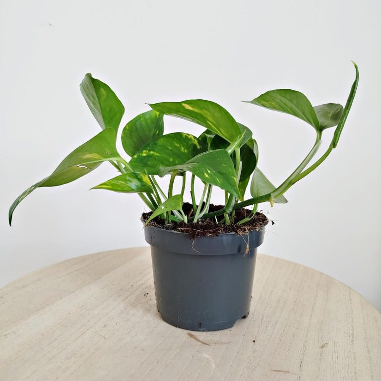 Epipremnum złociste (Epipremnum aureum) 20cm